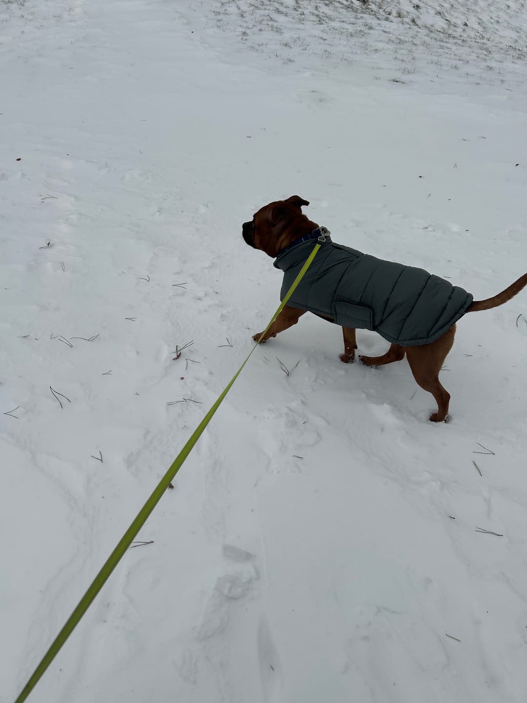 Customer photo review of Staey - Nora Hundefrakke, Moss Green
