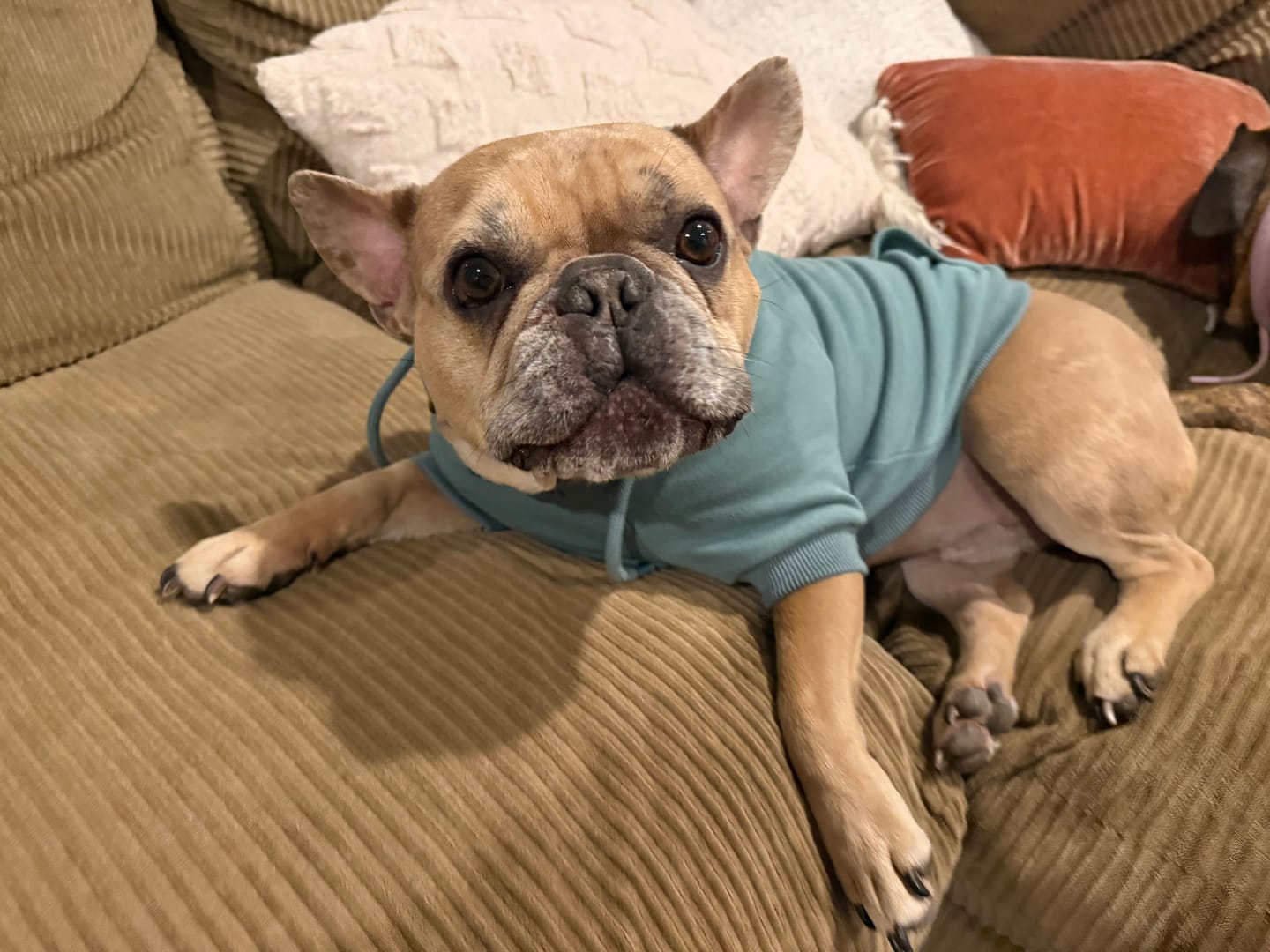 Customer photo review of Essential Dog Hoodie - Teal