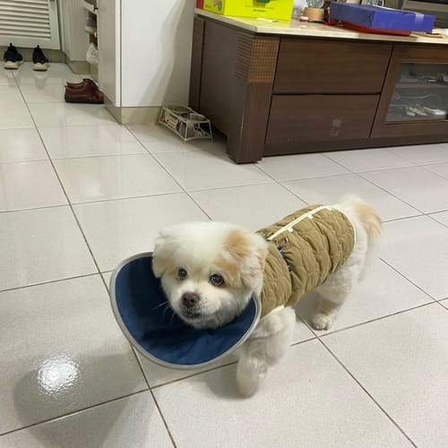 Customer photo review of PETTRIP 小熊刺繡上開棉背心