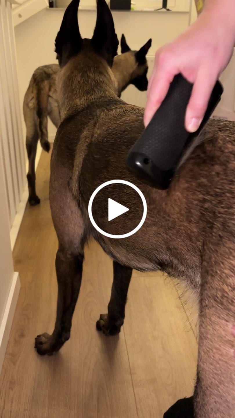 Customer video review of Hundstaff Pack Fur Comb - Hundkamm