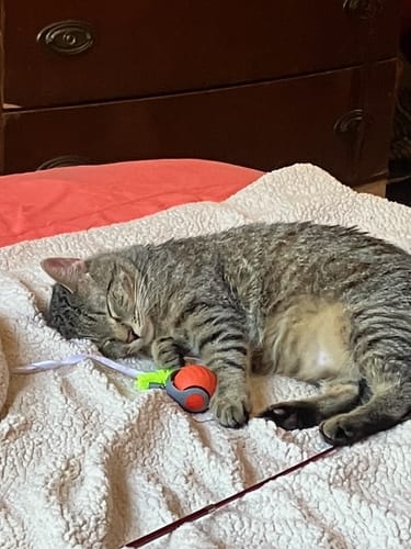 Customer's tabby cat sleeping on a blanket next to the SPEEDY TAIL 2.0 toy, tired from playing.