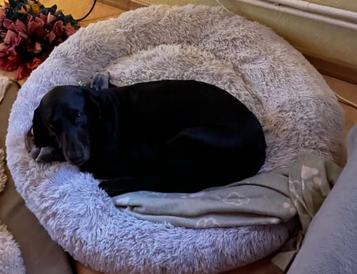 Customer photo review of Puppery Hundebett Wolke 7 - Das Original