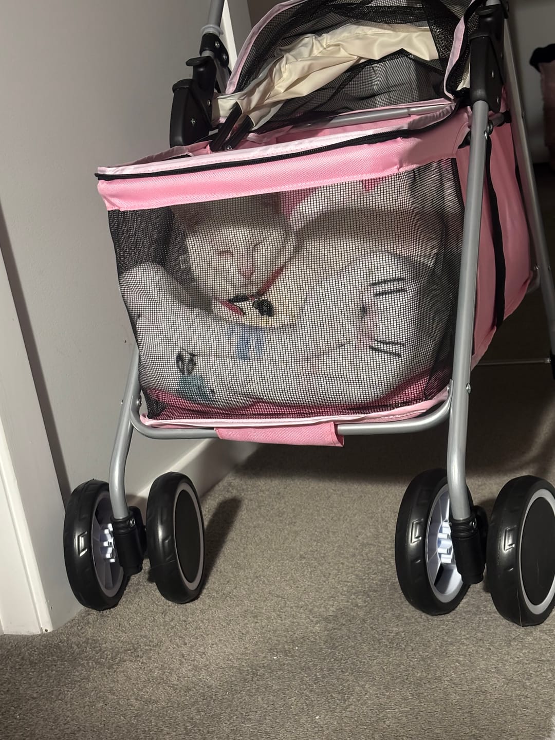 Customer photo review of Compact & Comfortable Pet Stroller