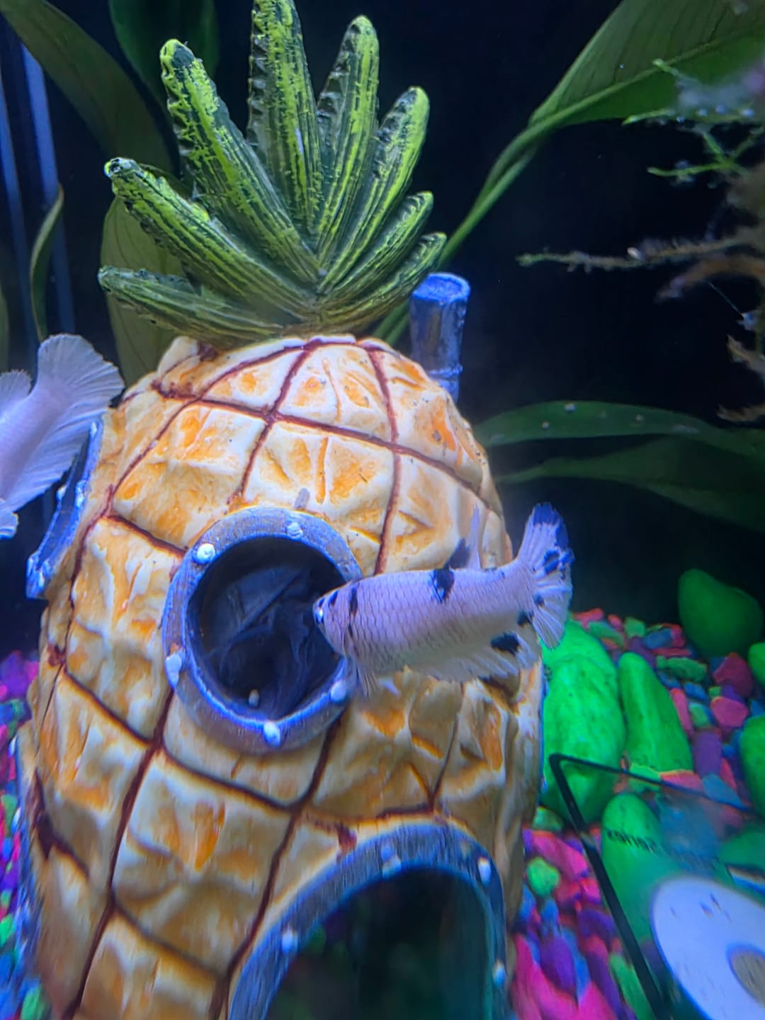 Customer photo review of Female Betta Fish Marble Dot Moo Cow Plakat