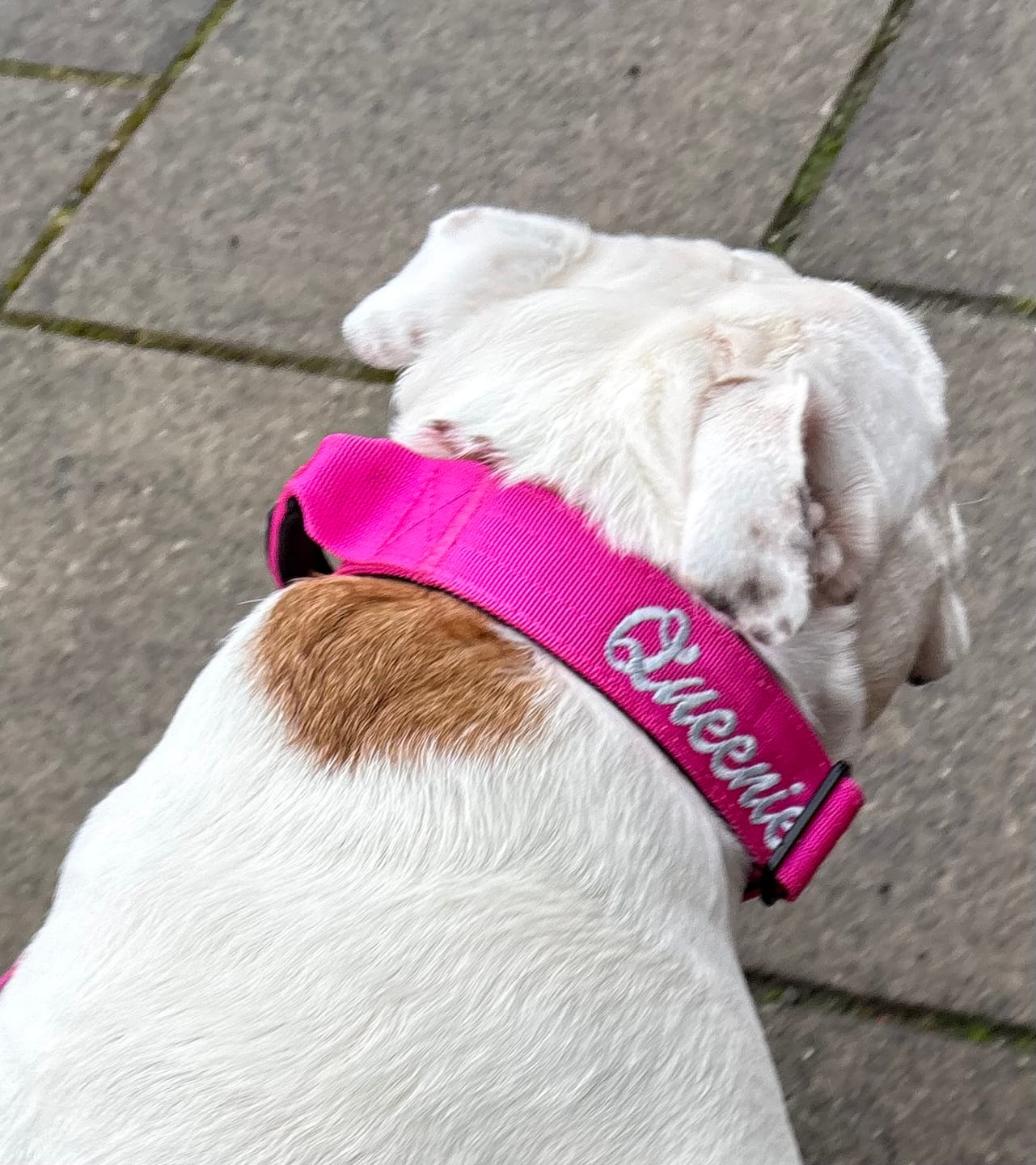 Customer photo review of 1.4m Swivel Combat Lead | Anti-Tangle & Secure Clip - Magenta
