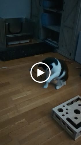 Customer video review of Interactive Bird Simulation Cat Toy Furr-ever Bundle