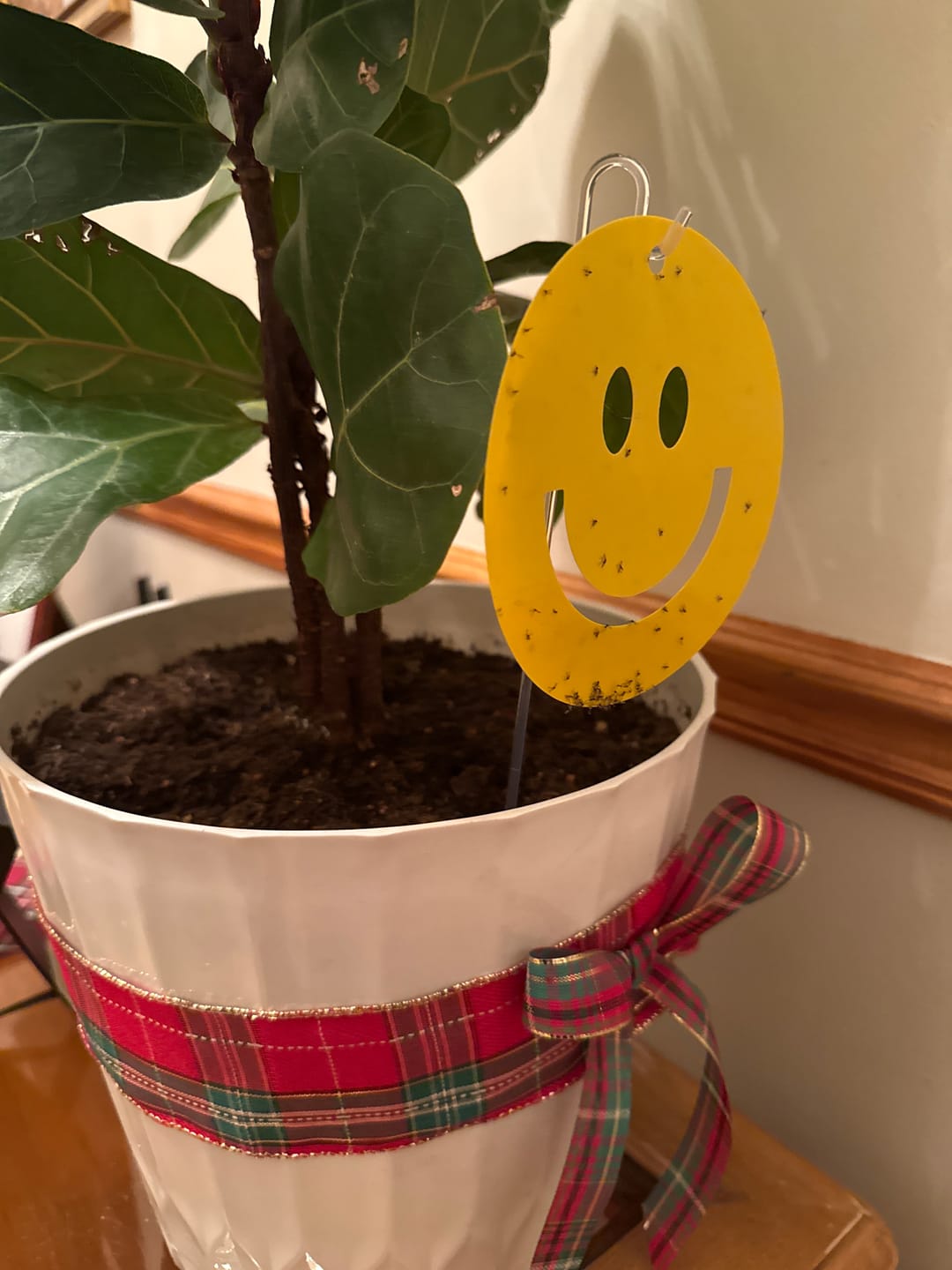 Customer photo review of Killer Smiles