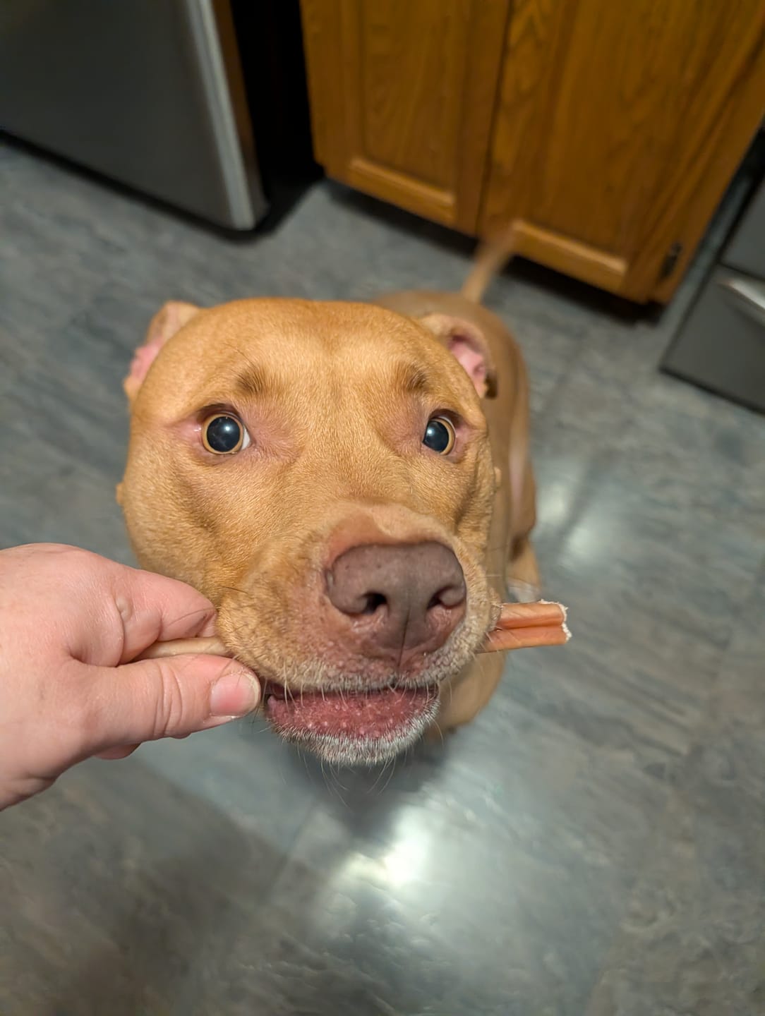 Customer photo review of 6 Inch Jumbo Bully Stick
