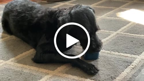 Customer photo review of Freezbox - Super Tough Treat Toy