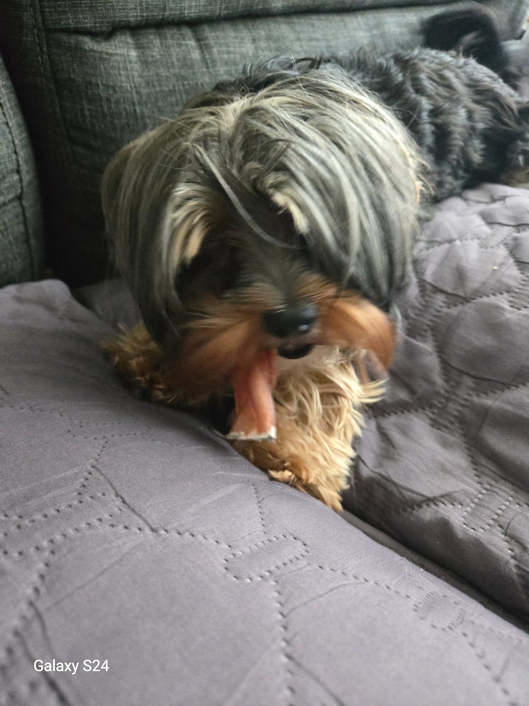 Customer photo review of 6 Inch Standard Braided Bully Stick