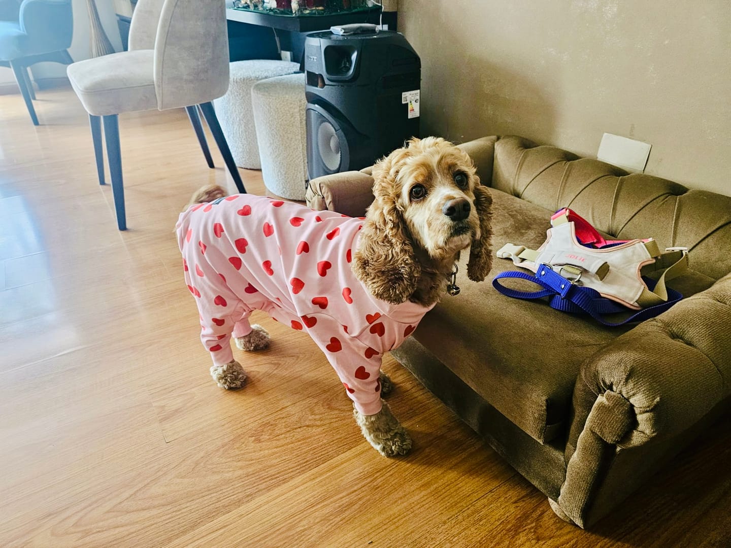 Customer photo review of Dog Pajama - Pink Hearts
