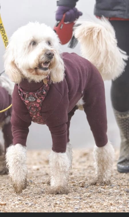 Customer photo review of Tough Trails™ Harness - Mable's Meadow