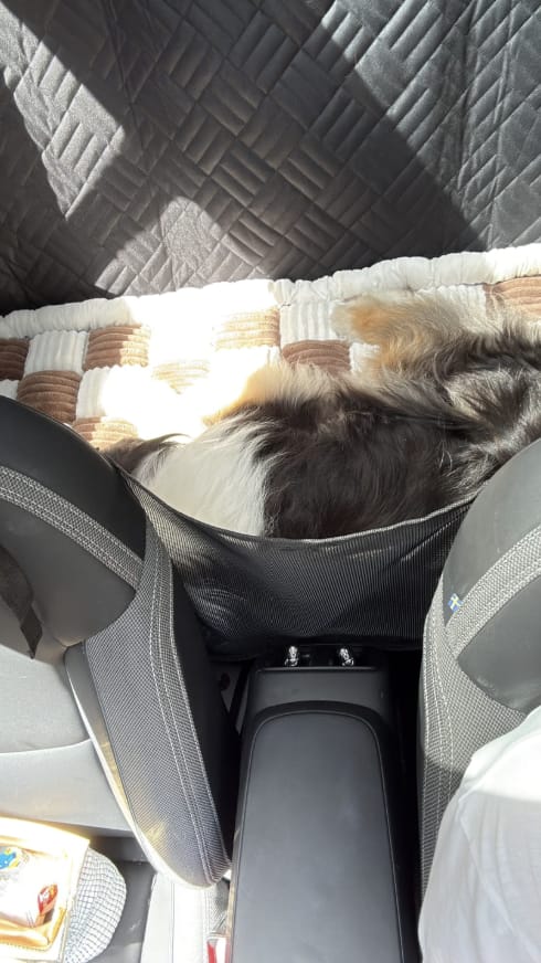 Customer photo review of Marlo&Co™ Dog Seat Cover