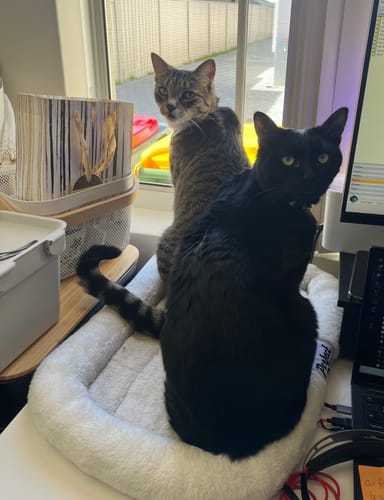 Customer photo review of 3 Month Supply - 2 Cats