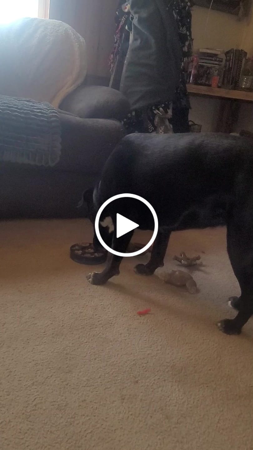 Customer video review of Freezflower Cup -  Frozen Treat Cup for Calm, Happy Dogs