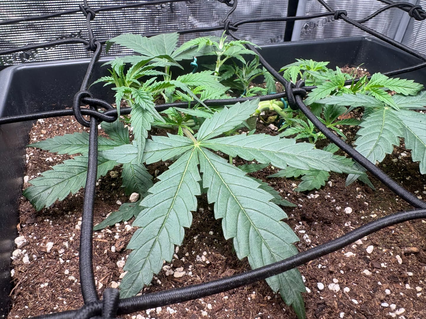 Customer photo review of HPE - Hesi Houseplant Elixir
