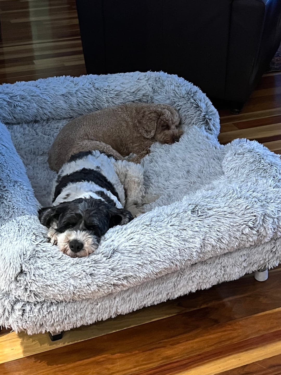 Customer photo review of Pet Orthopaedic Bed