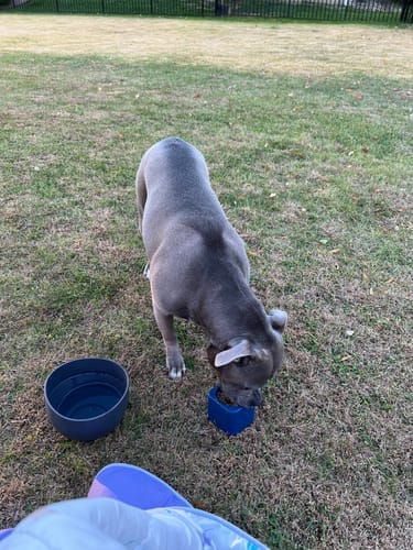 Customer photo review of Freezbox - Super Tough Treat Toy