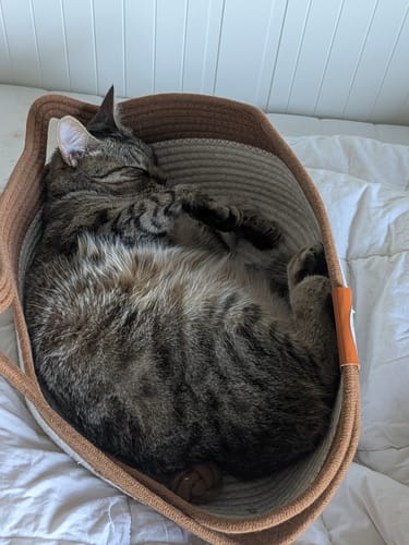 Customer photo review of Instinct Basket | Handwoven & Chemical-Free Cat Territory