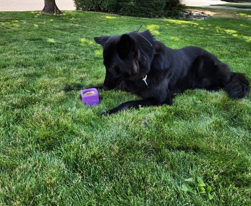 Customer photo review of Freezbox - Super Tough Treat Toy