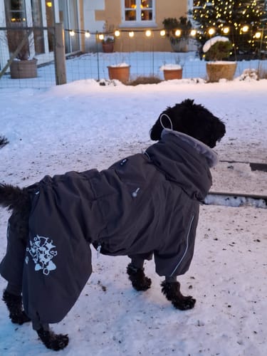 Anmelders sorte hund står i sneen iført en grå Hurtta Extreme overall.