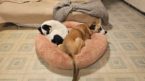 Dos perros de un cliente descansan cómodamente juntos en la Cama Antiestrés para Perros de color rosa.