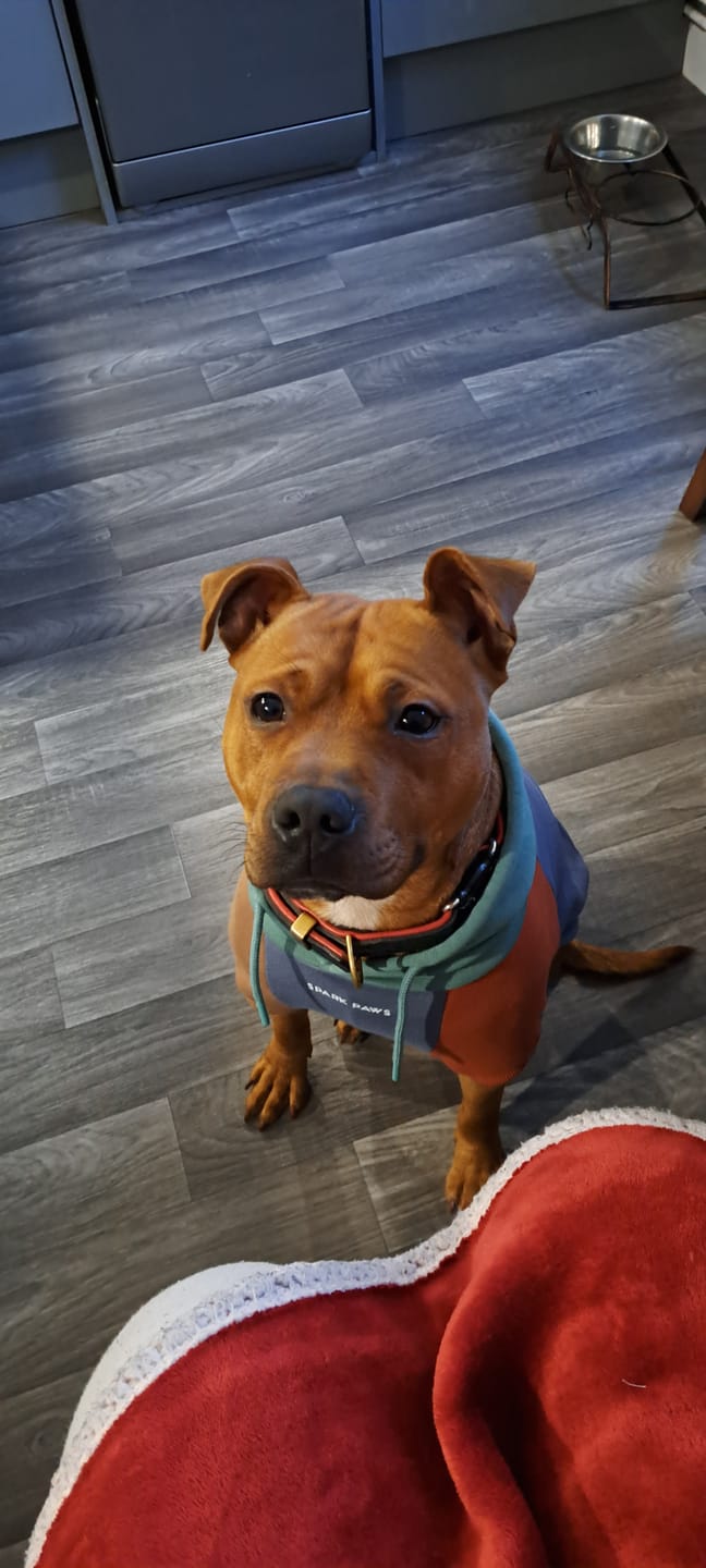 Customer photo review of Alpine Dog Hoodie