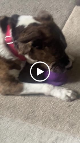 Customer photo review of Freezbox - Super Tough Treat Toy