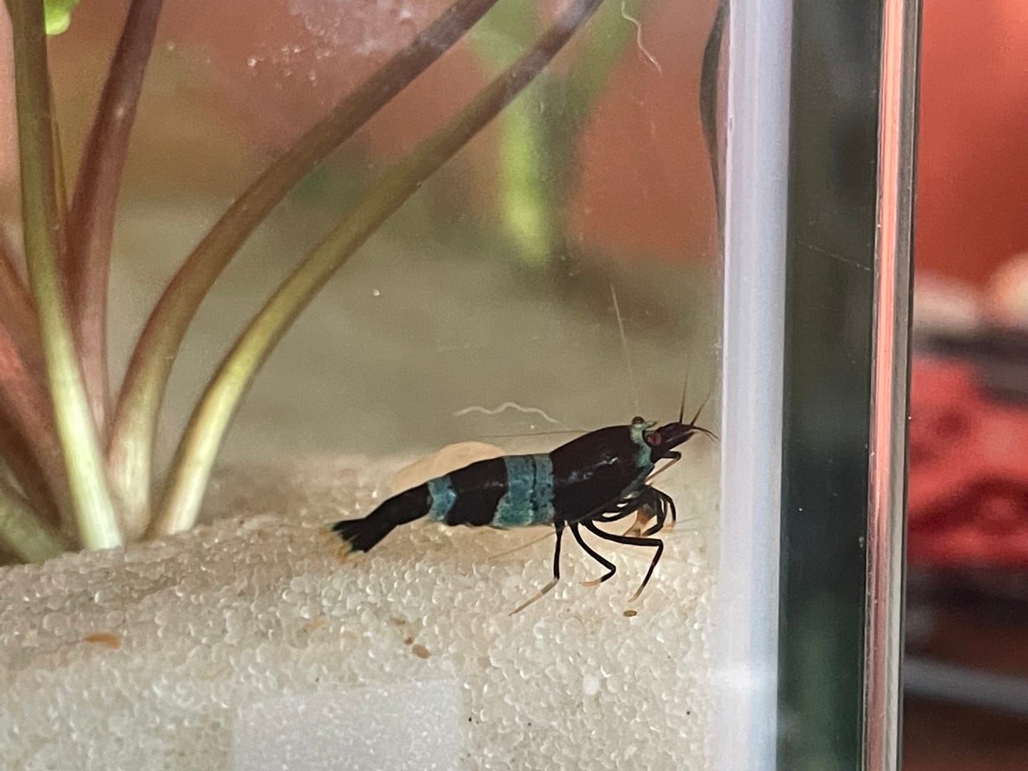 Customer photo review of Shadow Panda Shrimp