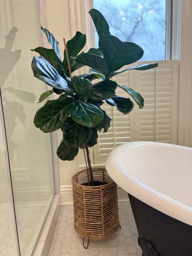 Customer's tall, healthy fiddle leaf fig plant in a bathroom, showing the results of using the Plant Food.