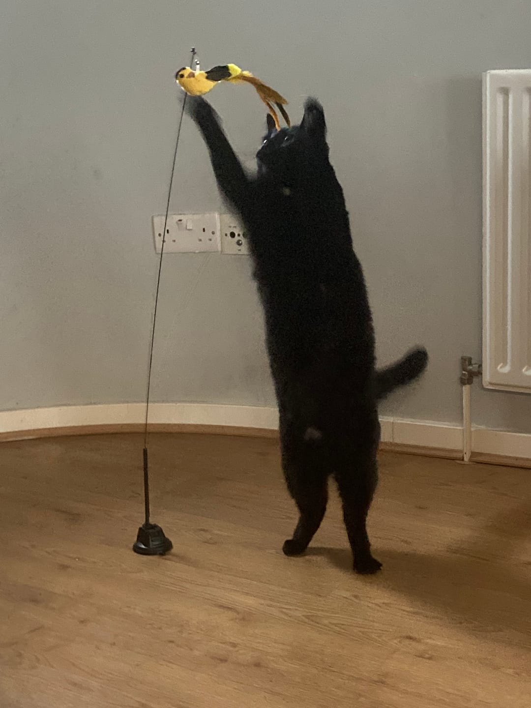 Customer photo review of Interactive Bird Simulation Cat Toy Set | Leo's Paw