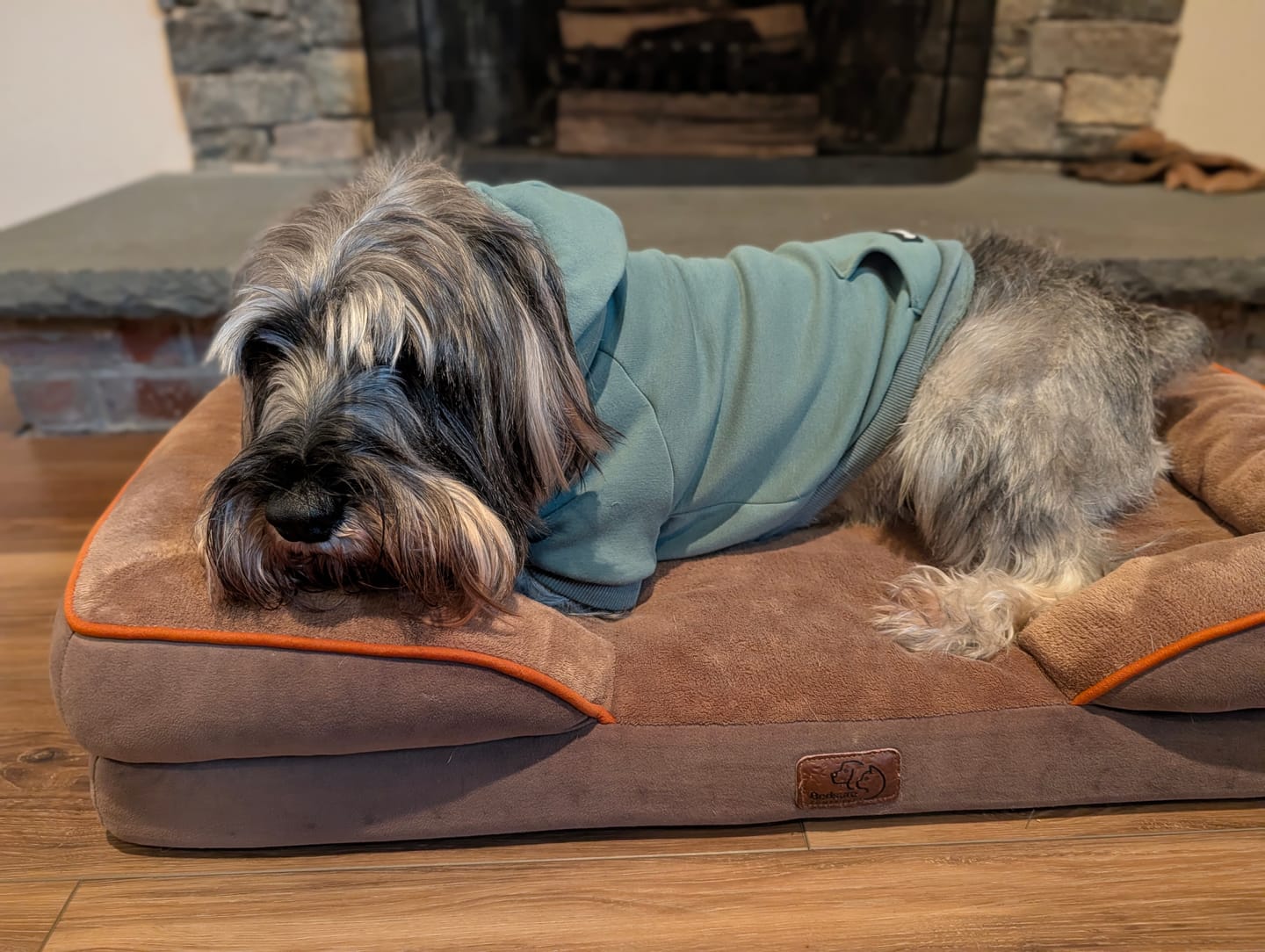 Customer photo review of Essential Dog Hoodie - Teal