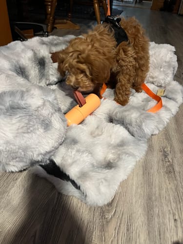 Customer's small puppy stands over a Long-Lasting Yak Chew in an orange holder on a grey blanket.