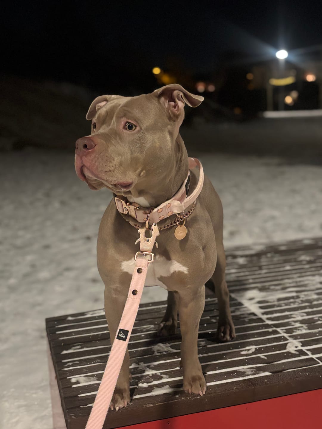 Customer photo review of Walk Leash Rose Edition Pastel Pink - Säkert nylonkoppel i olika längder