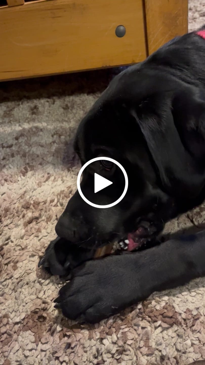 Customer video review of Beef Gullet Jerky Sticks 6"