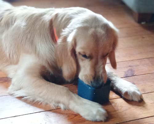 Customer photo review of Freezbox - Super Tough Treat Toy