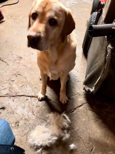 Ein Kunde zeigt seinen Labrador neben einem Haufen Fell, der mit der Fellwunder Bürste entfernt wurde.