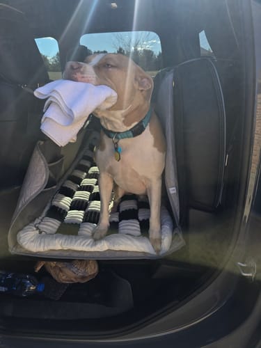Customer's dog sitting on the Plush Backseat Dog Bed in a car, holding a white towel in its mouth.