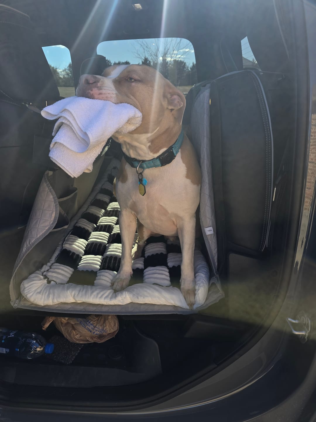 Customer photo review of Plush Backseat Dog Bed (Made For The Hard Bottom Car Seat Cover)
