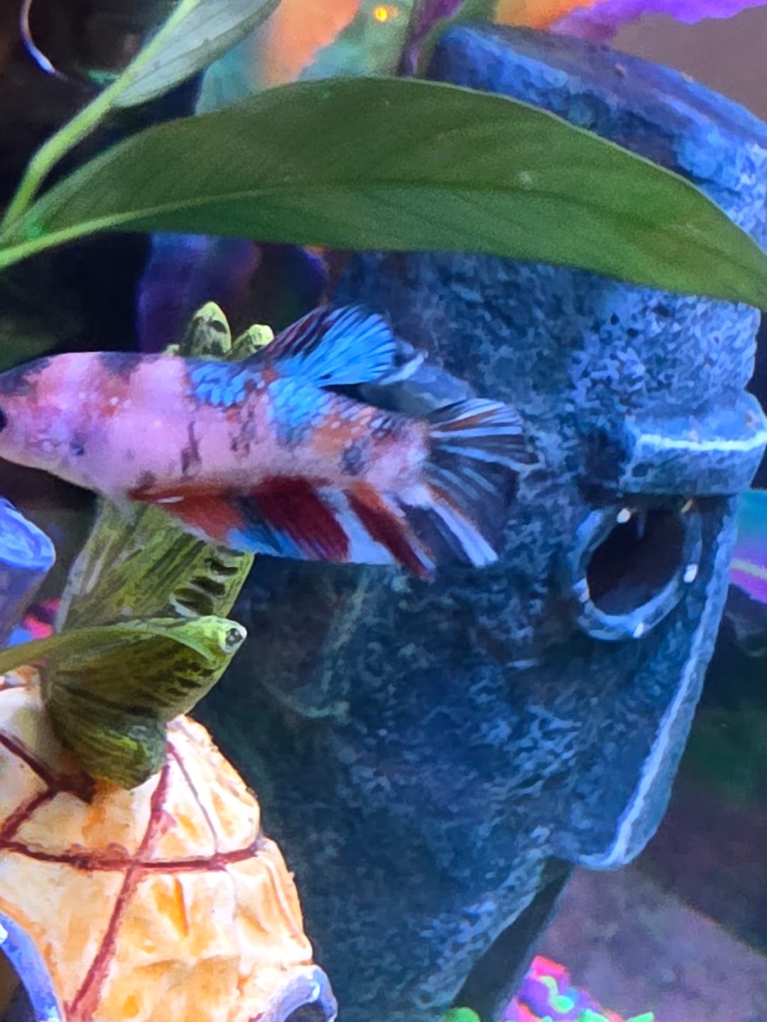 Customer photo review of Metallic Female Betta Fish | Trending
