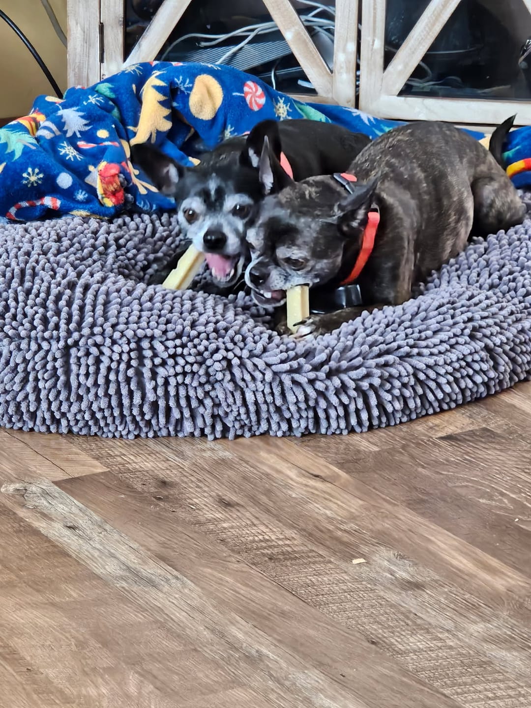 Customer photo review of Coconut Yak Chews