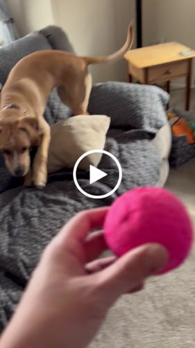 Customer video review of WUNDERBALL - Best Fetch Toy