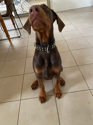 Customer photo review of Hand Made Leather Dog Collar- RuffNeck Black & Brass (Regular Fit)