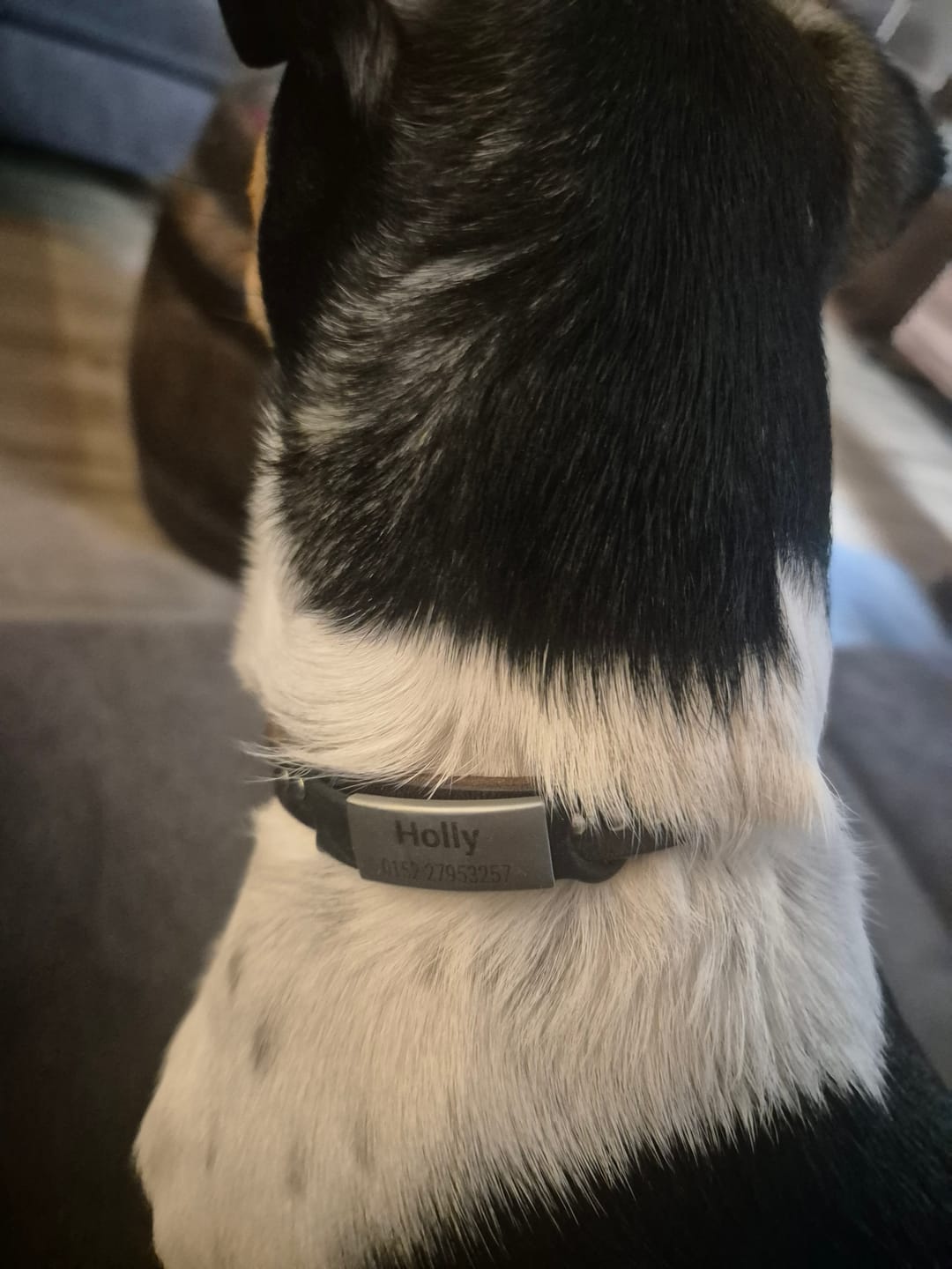 Customer photo review of Klapperfreie Hundemarke Silikonslider mit Edelstahl-Schild für Halsbänder inkl. GRATIS Gravur
