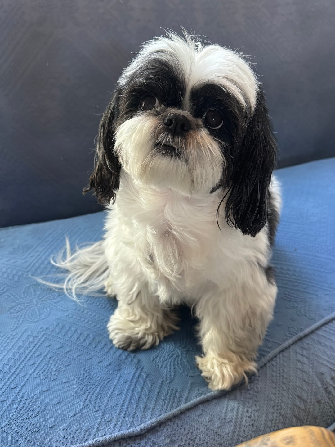 Customer photo review of Flowerpup Custom Pet Portrait (Humans too!)