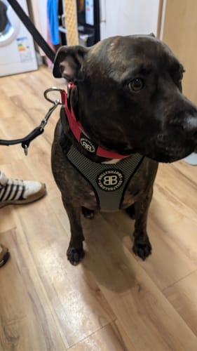 Customer's brindle dog standing indoors wearing the red padded slip-on collar with a leash attached.