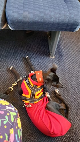 Customer photo review of Fleece Sighthound Base-Layer Coat with Underbelly and Snood