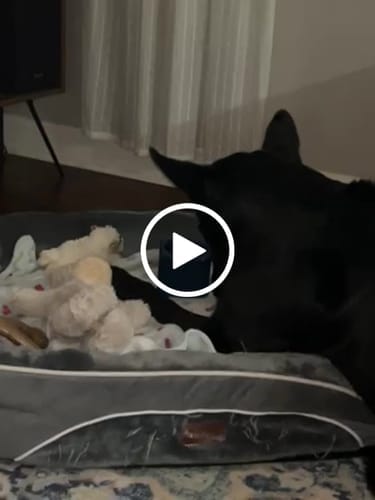 Customer photo review of Freezbox - Super Tough Treat Toy