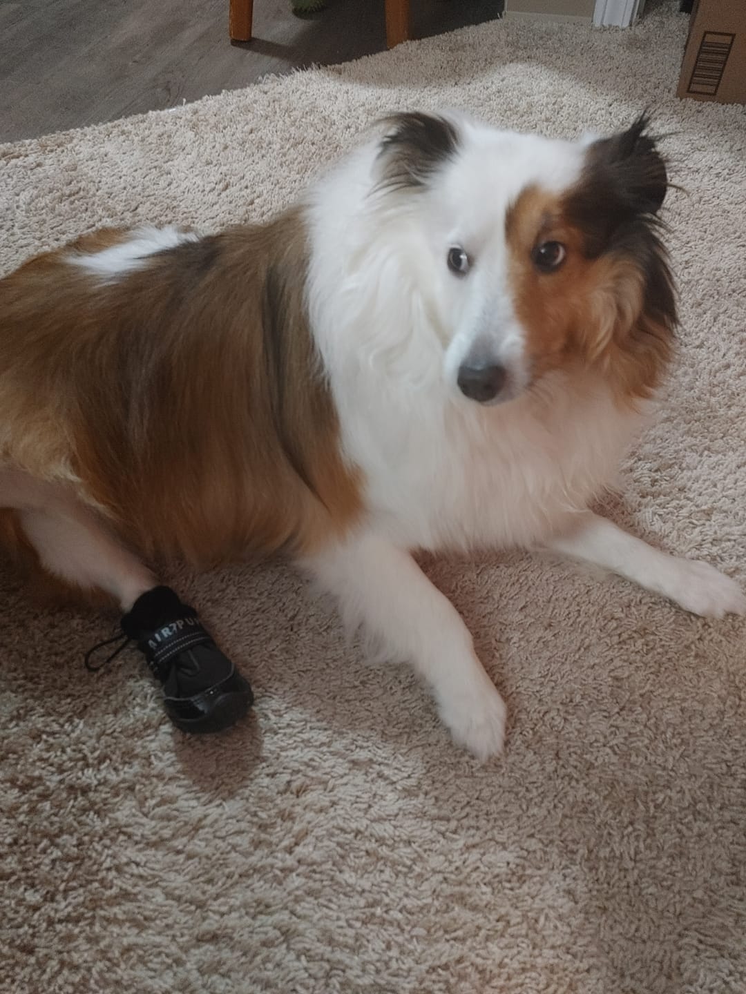 Customer photo review of AIR PUP DOG BOOTS - SET OF 4