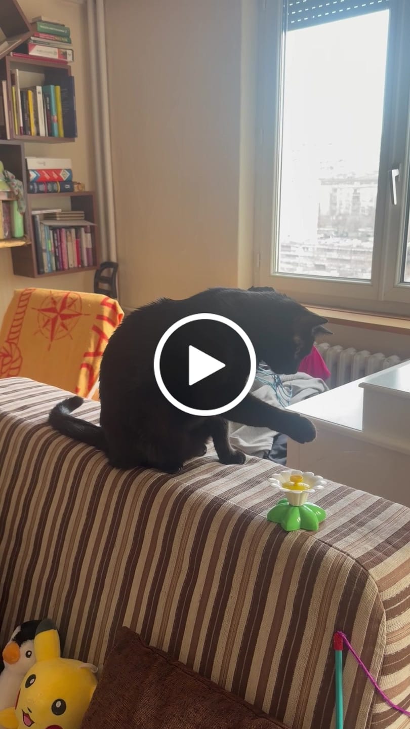 Customer video review of Električna Leptir Igračka za Mačke